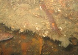 Largs 020.jpg